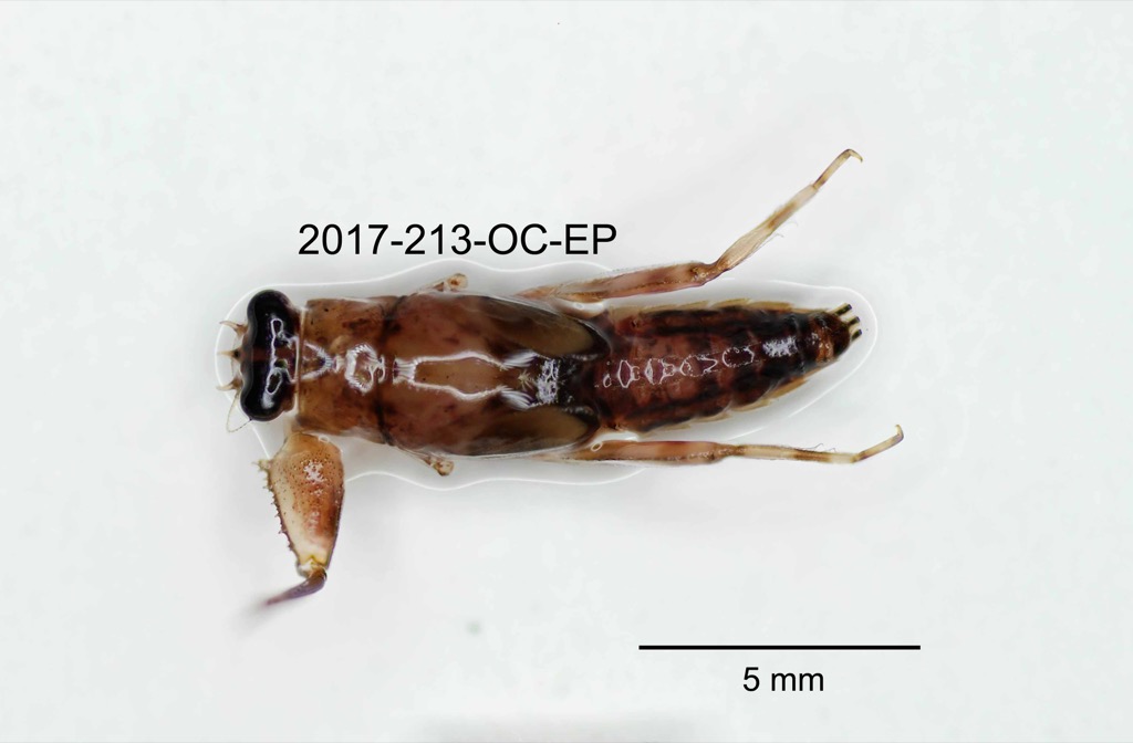 dorsal