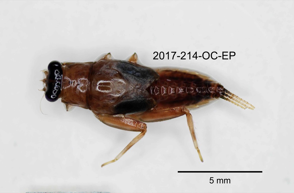 dorsal