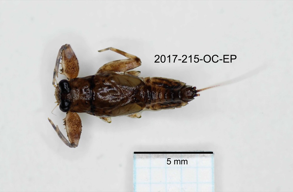 dorsal