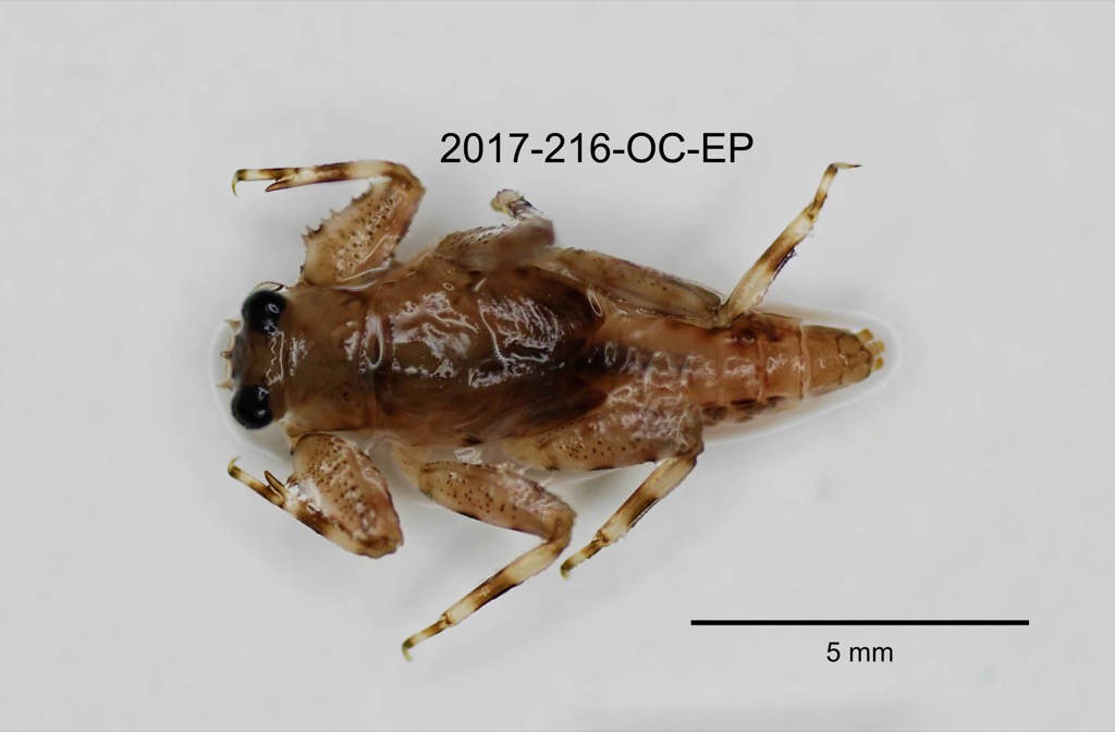 dorsal