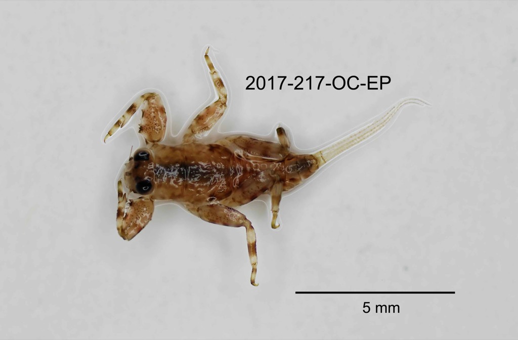 dorsal