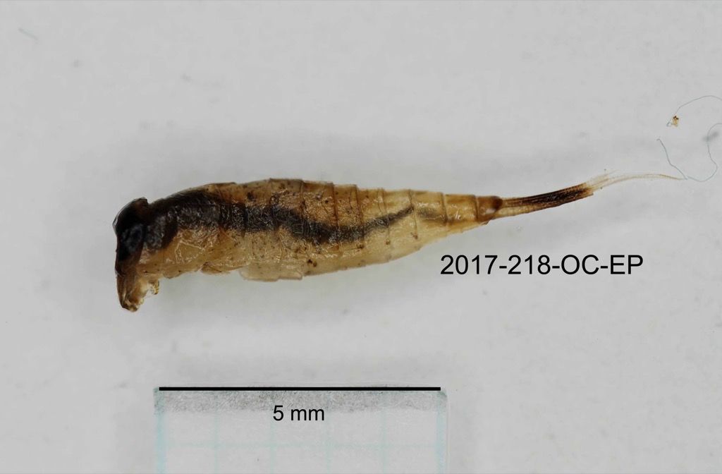 lateral
