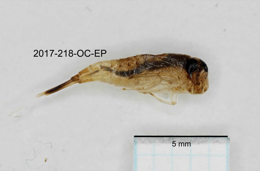 lateral