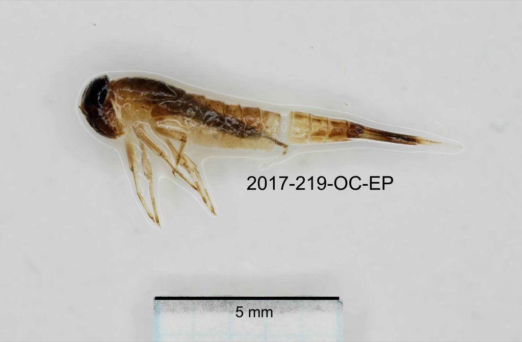 lateral