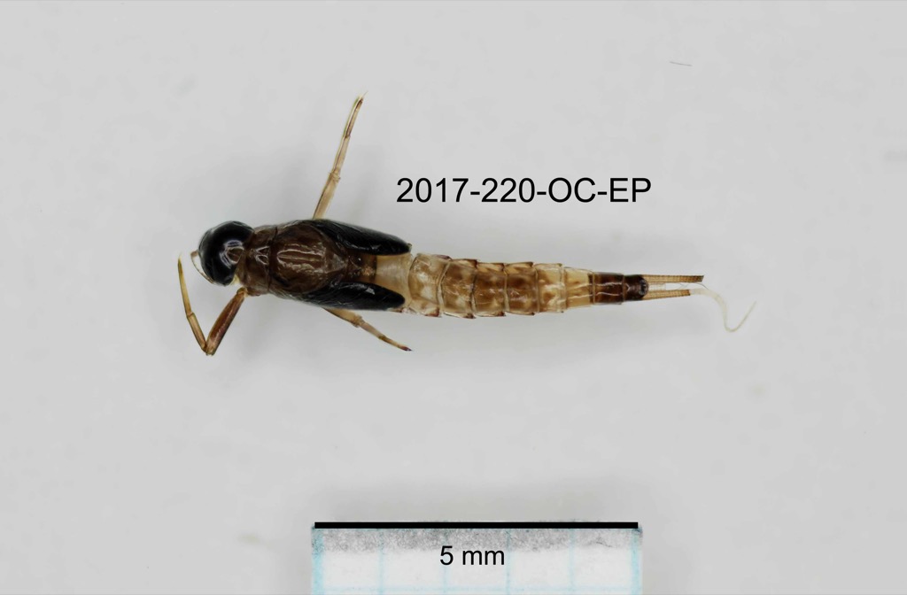 dorsal