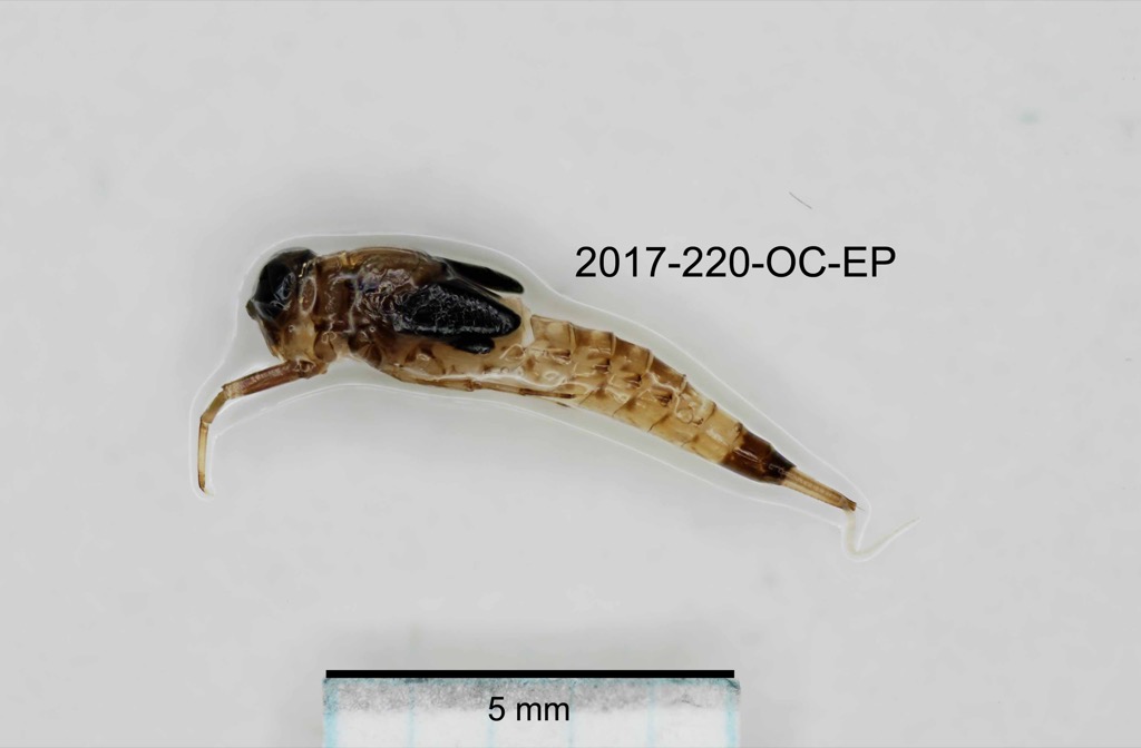 lateral