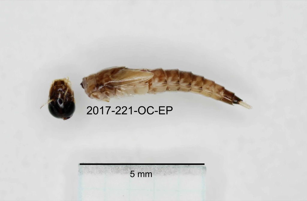 lateral