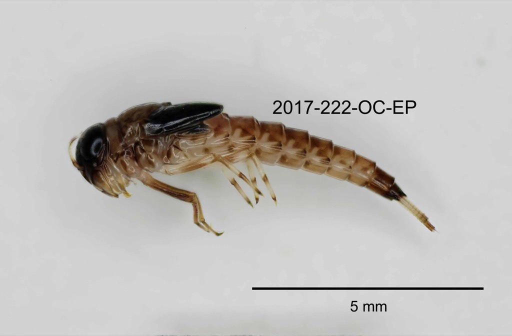 lateral