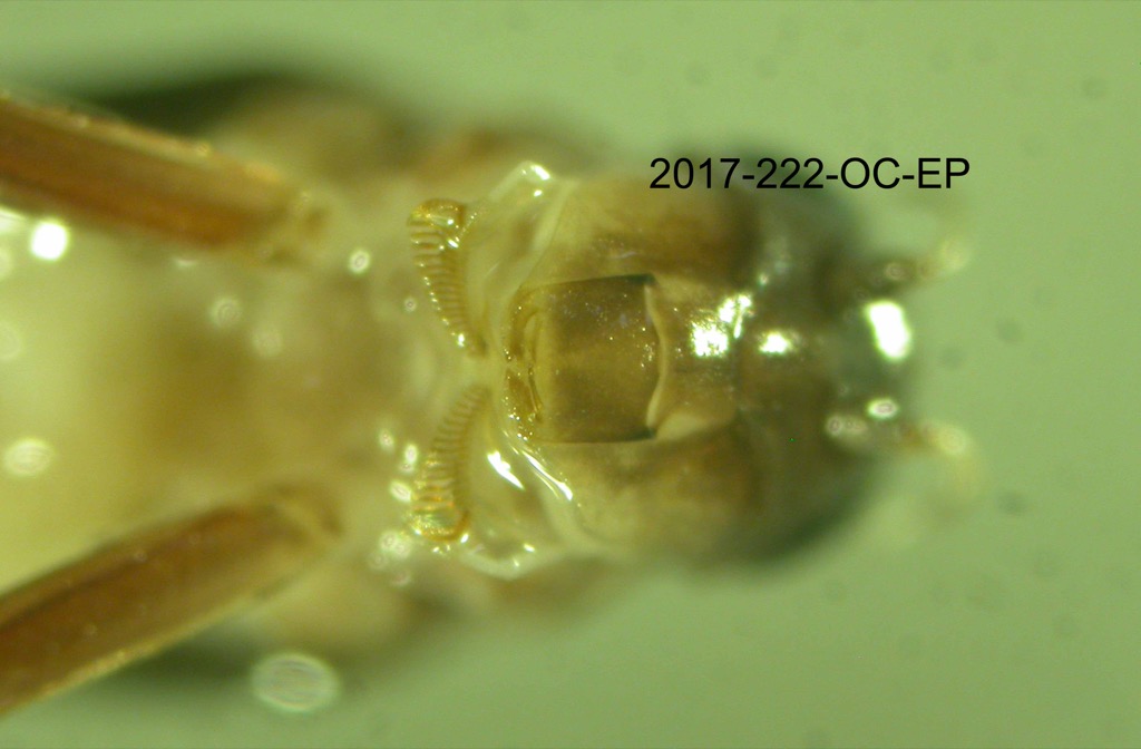 mouth ventral