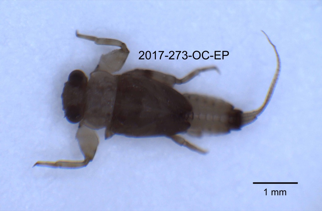 dorsal