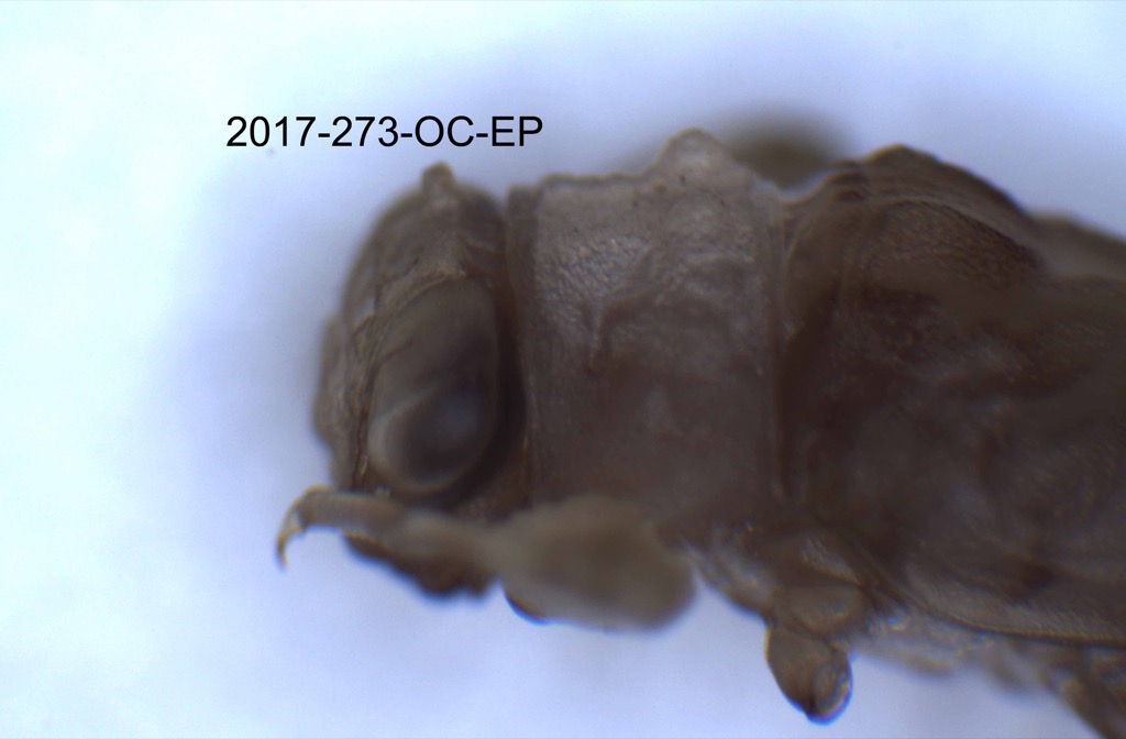 head and thorax lateral