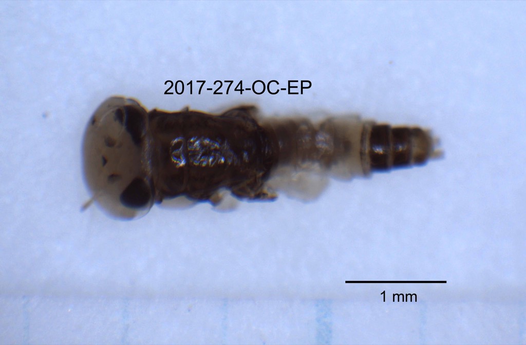dorsal