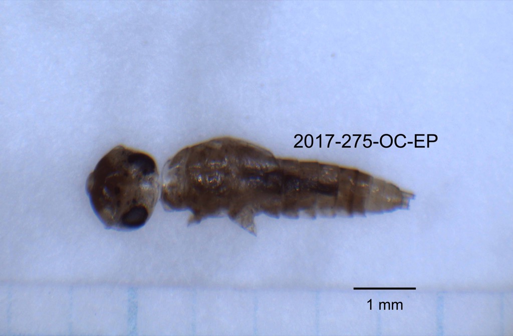 dorsal