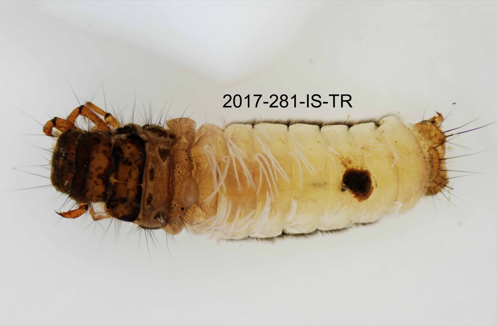 dorsal