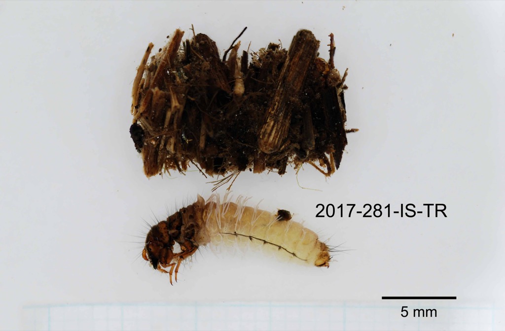 lateral