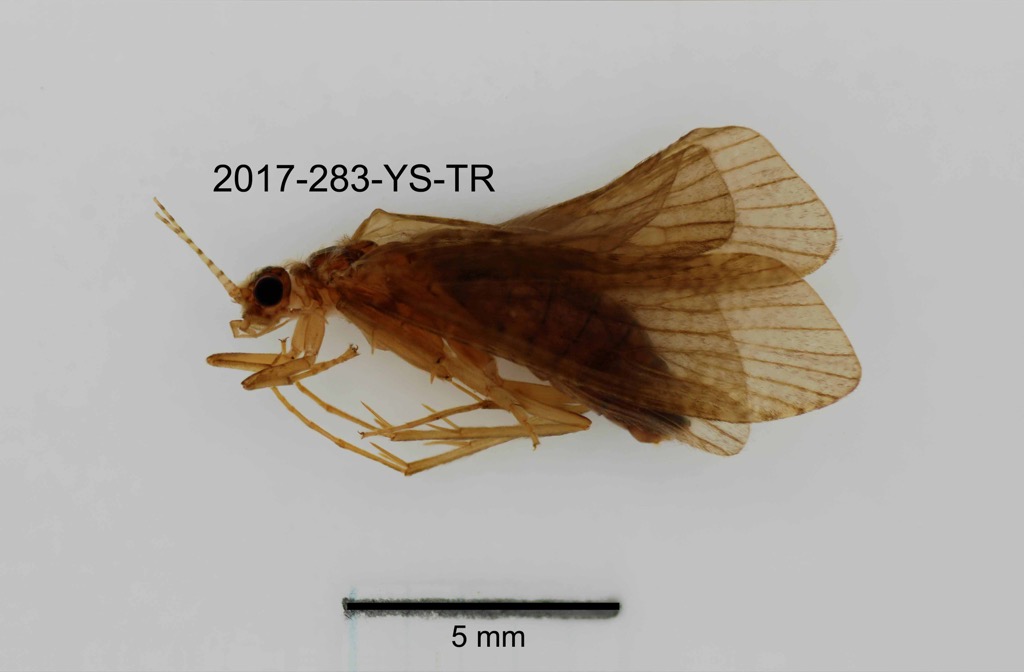 lateral