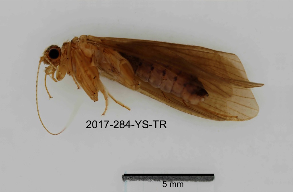 lateral