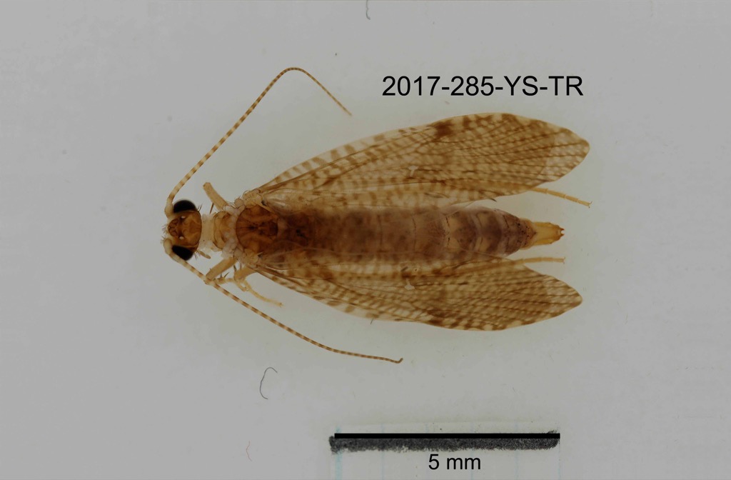 dorsal