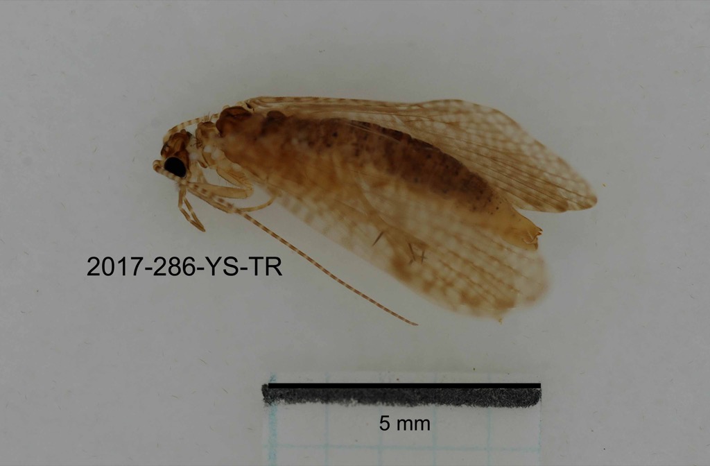 dorsal