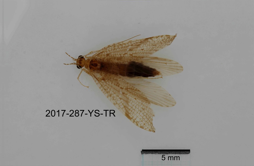 dorsal
