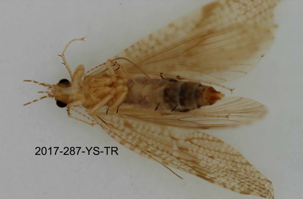 ventral