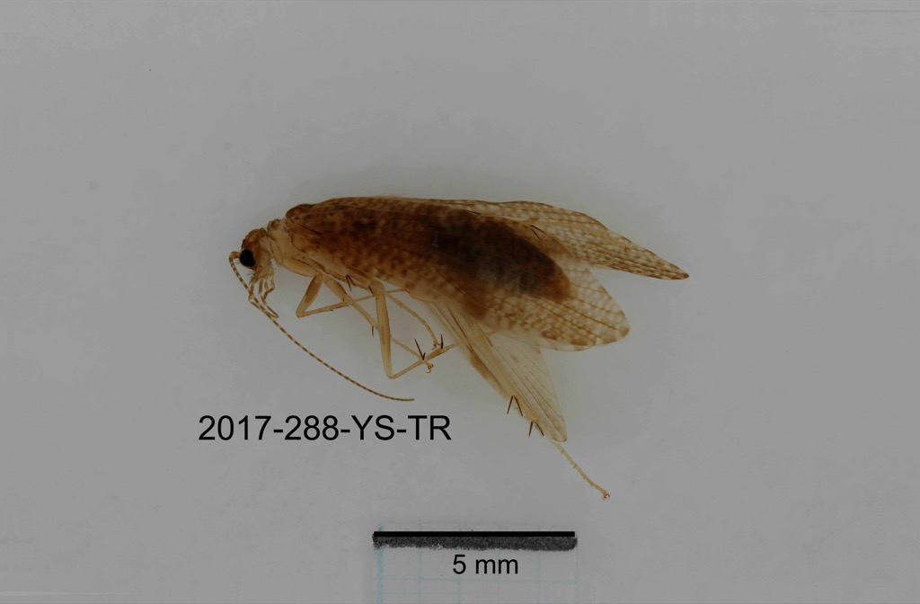 dorsal