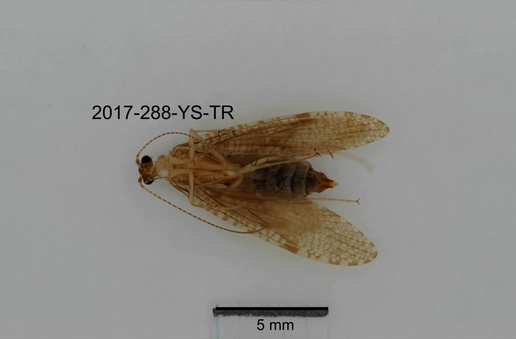 ventral