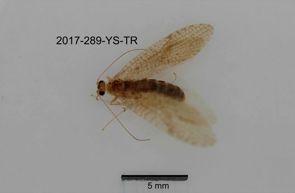 dorsal