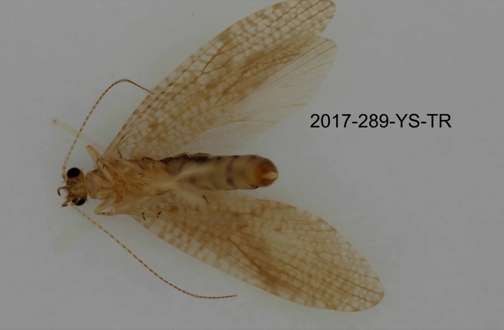 ventral