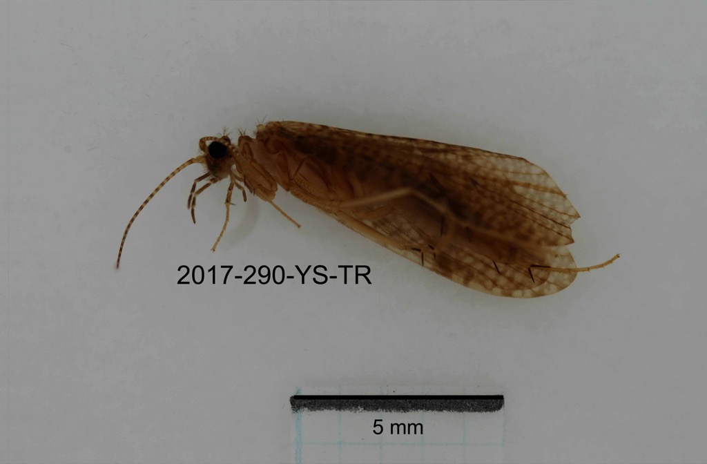 lateral