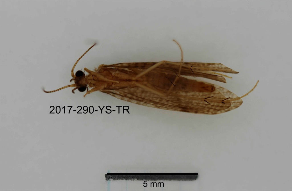 ventral