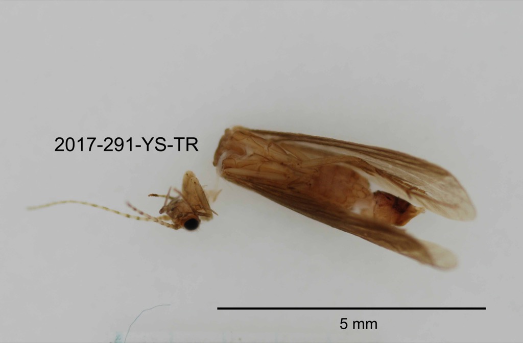 ventral