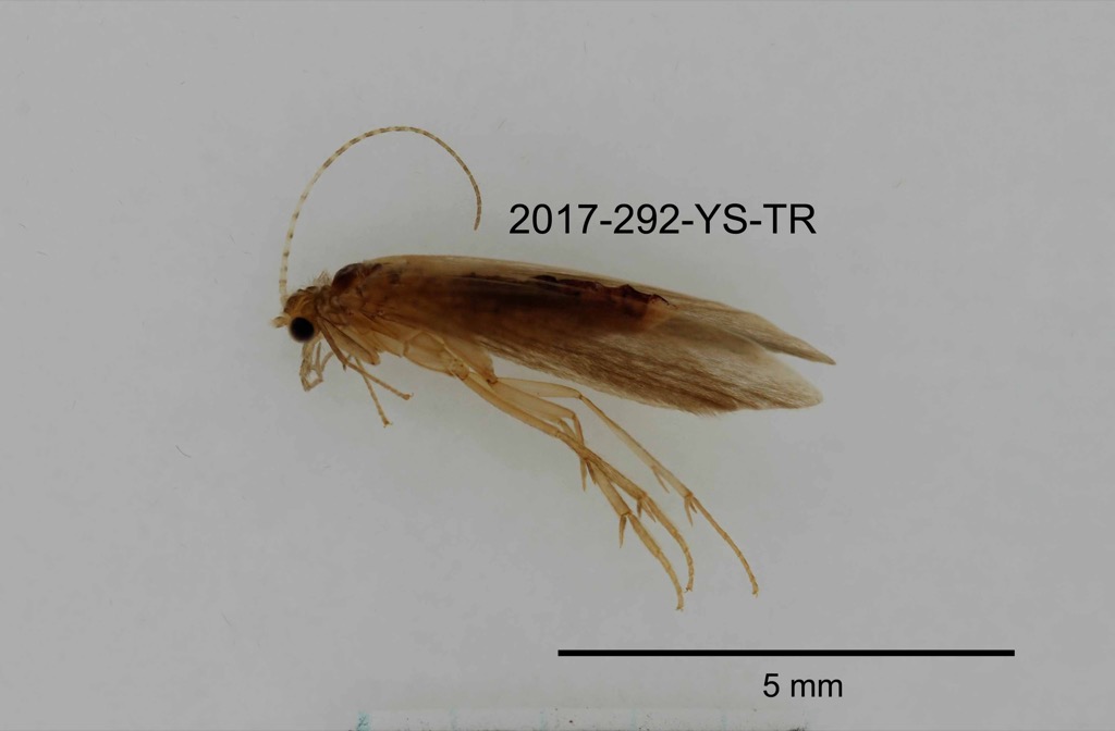 lateral