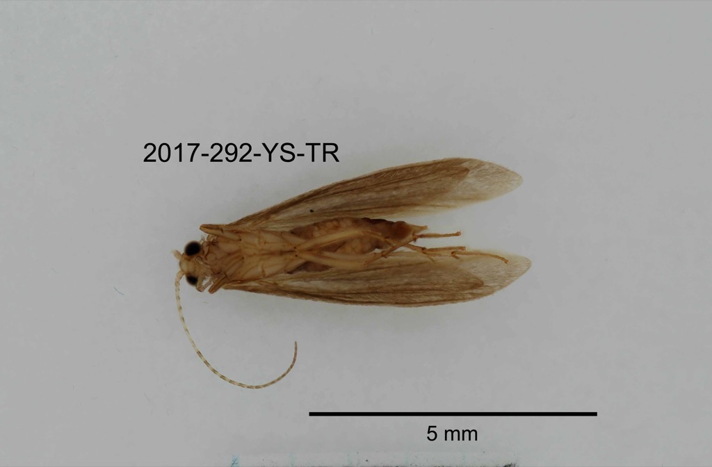 ventral