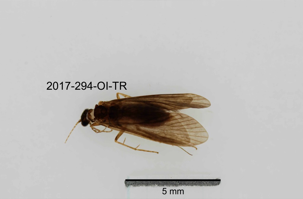 dorsal