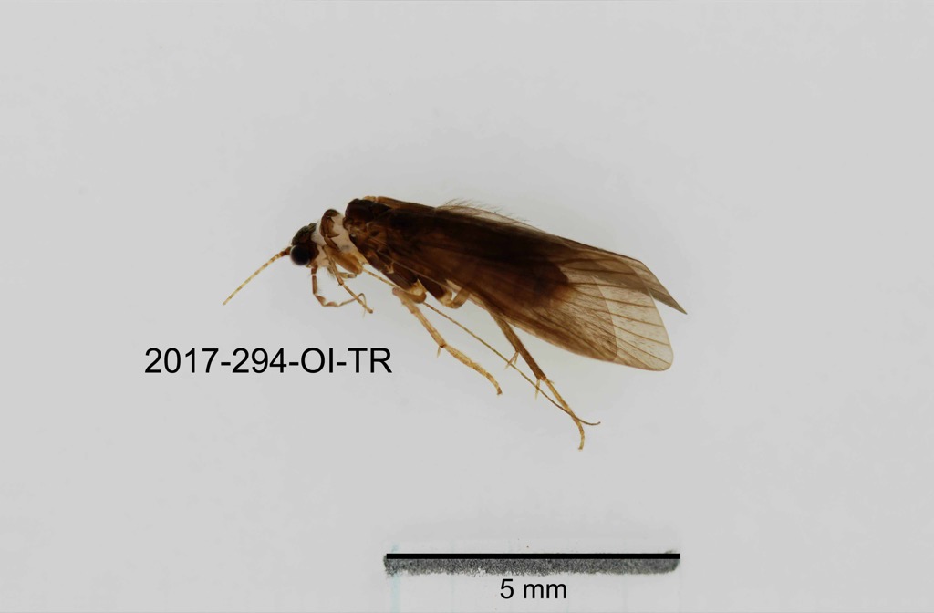 lateral