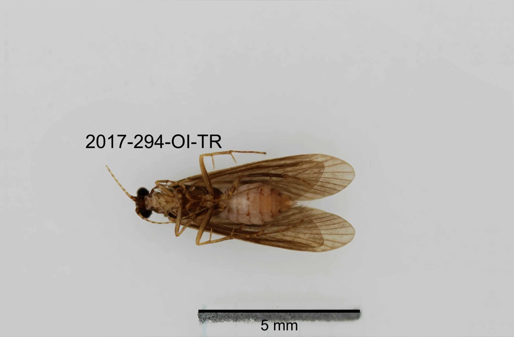 ventral