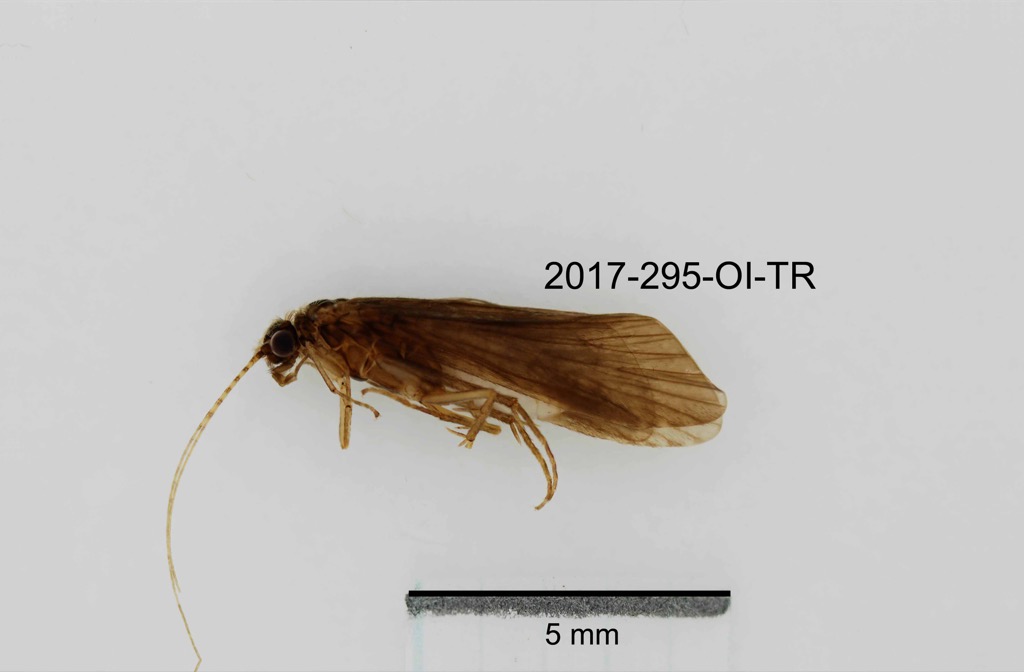 dorsal