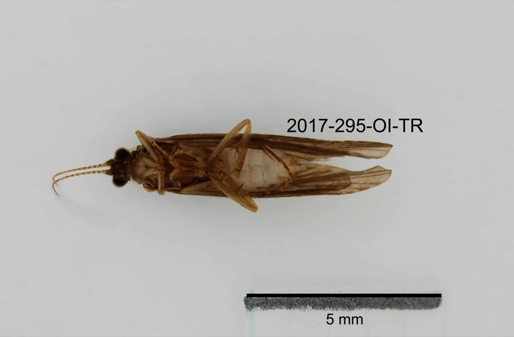 ventral