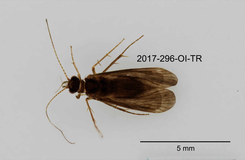 dorsal