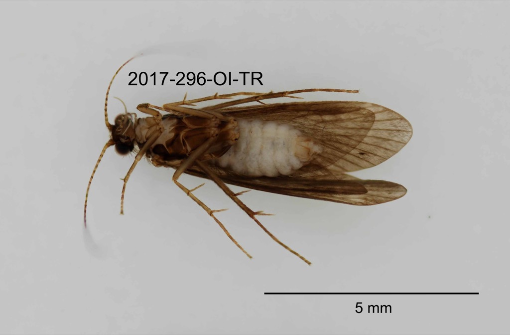 ventral