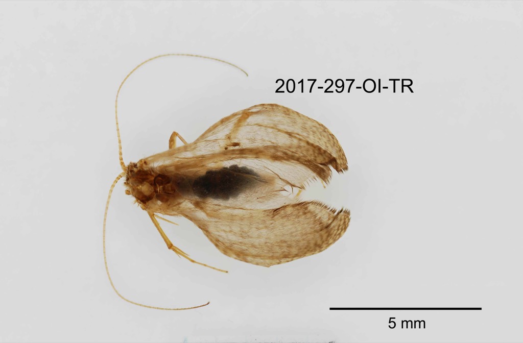 dorsal