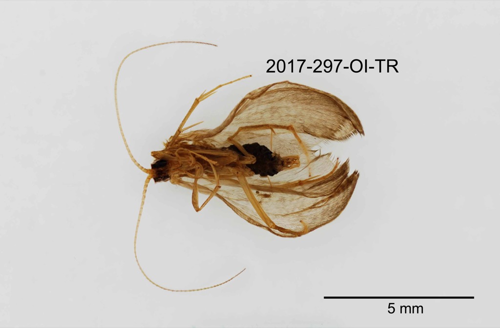 ventral