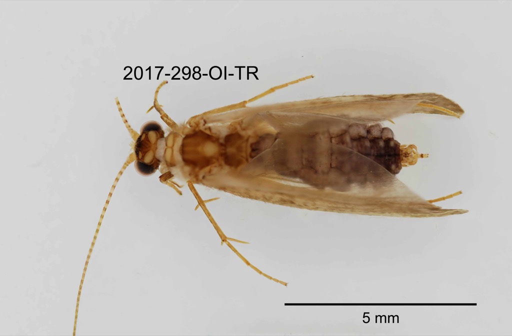 dorsal