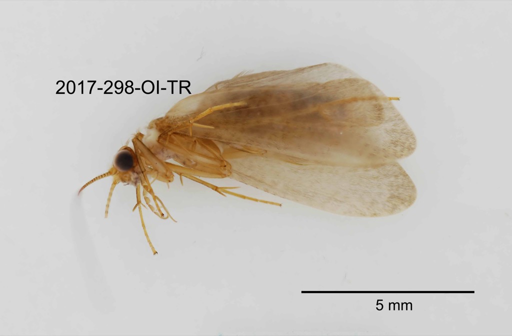 lateral