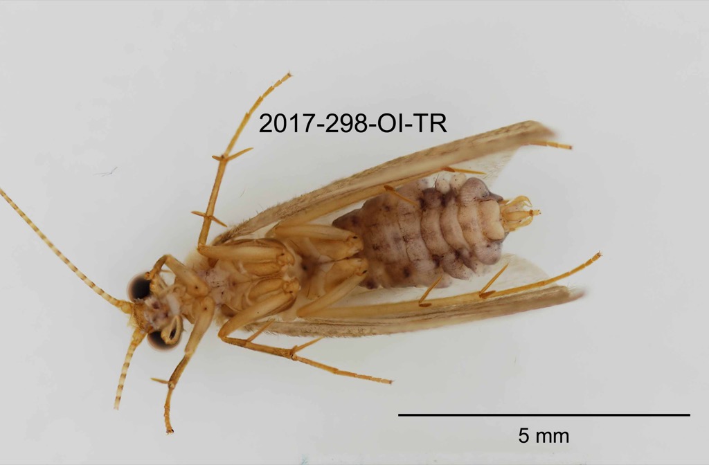 ventral