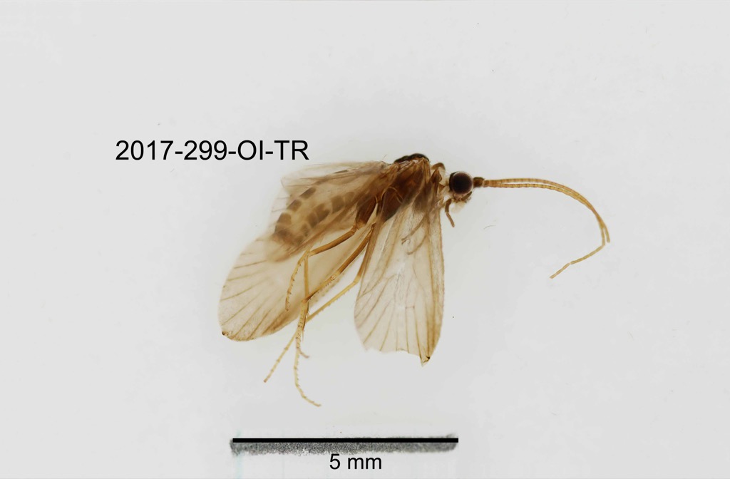 lateral