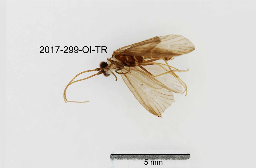 lateral