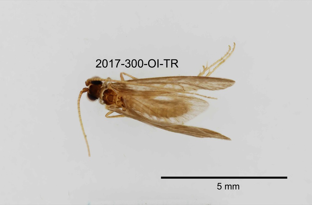 dorsal