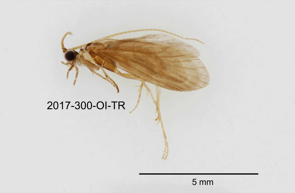 lateral